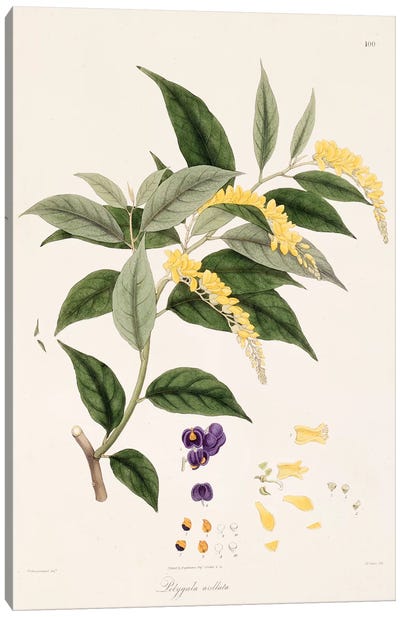 Polygala Arillata (Milkwort) Canvas Art Print - New York Botanical Garden