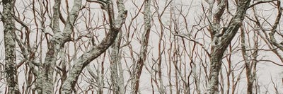 Curved Tree Branches In The Forest by Ievgeniia Bidiuk canvas print