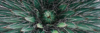 Thorny Succulent Close-up by Ievgeniia Bidiuk multi panel art