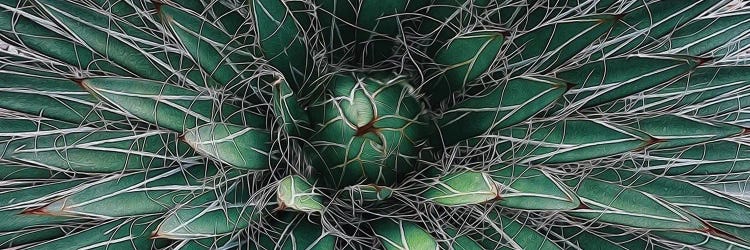 Thorny Succulent Close-up