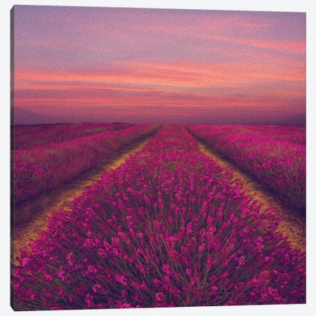 Lavender Field In Pink Shade Canvas Print #IVG133} by Ievgeniia Bidiuk Canvas Artwork