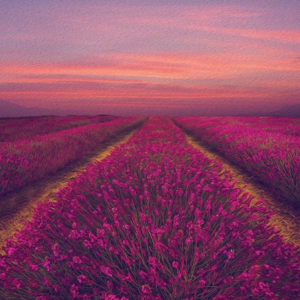 Herbs: Lavender Field In Pink Shade by Ievgeniia Bidiuk