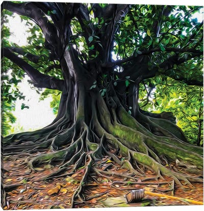A Large Tree With Branchy Roots Canvas Art Print - Beech Trees
