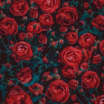 Red Roses by Ievgeniia Bidiuk canvas print