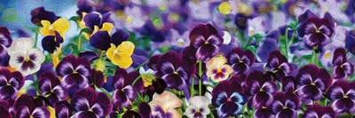 Pansies