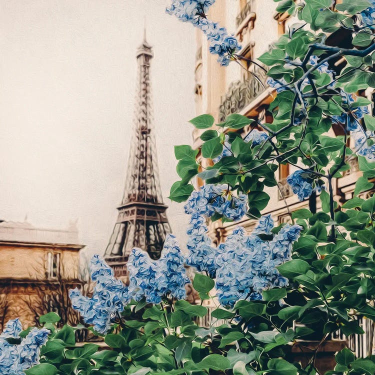 Blooming Lilacs Of Of Paris