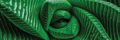 Horizontal Background From Aggava by Ievgeniia Bidiuk canvas print