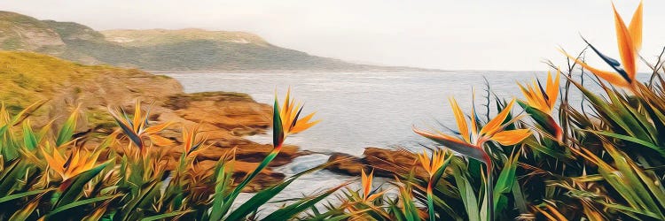 Blooming Strelitzia By The Ocean