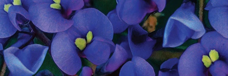 Antirrhinum Blue Background