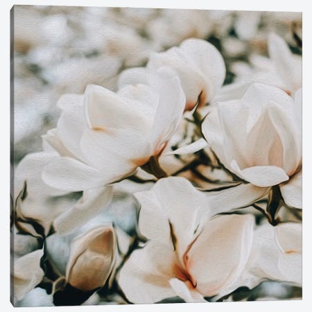 Blooming White Magnolia Canvas Print #IVG174} by Ievgeniia Bidiuk Canvas Art Print
