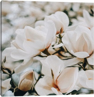 Blooming White Magnolia Canvas Art Print - Ievgeniia Bidiuk