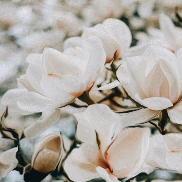Magnolias: Blooming White Magnolia by Ievgeniia Bidiuk