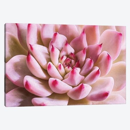 The Succulent Is Pink Canvas Print #IVG182} by Ievgeniia Bidiuk Canvas Print