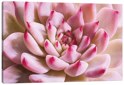 The Succulent Is Pink Canvas Art Print - Ievgeniia Bidiuk