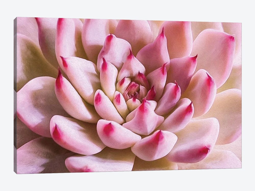 The Succulent Is Pink by Ievgeniia Bidiuk 1-piece Canvas Print