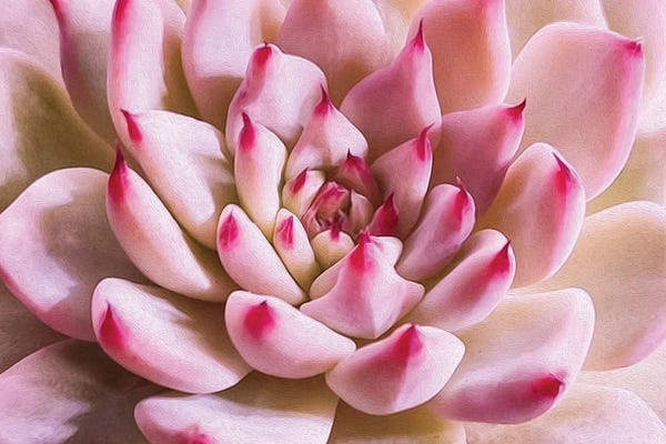 Ievgeniia Bidiuk: The Succulent Is Pink by Ievgeniia Bidiuk