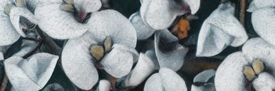 White Flowers On A Black Background by Ievgeniia Bidiuk canvas print