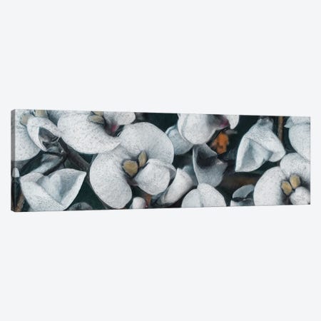 White Flowers On A Black Background Canvas Print #IVG185} by Ievgeniia Bidiuk Canvas Artwork