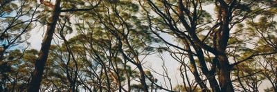 Background From Forest Trees by Ievgeniia Bidiuk canvas print