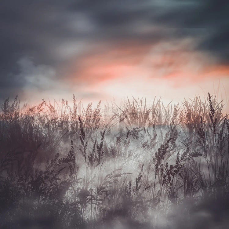 Foggy Evening On The Pond