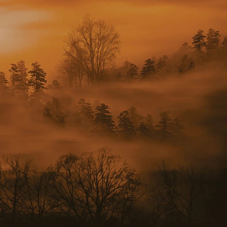 Dawn Fog Over The Forest