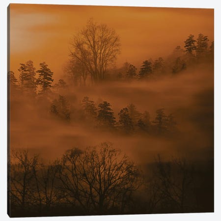 Dawn Fog Over The Forest Canvas Print #IVG202} by Ievgeniia Bidiuk Canvas Art