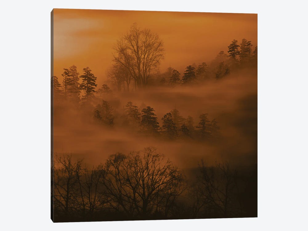 Dawn Fog Over The Forest by Ievgeniia Bidiuk 1-piece Canvas Print