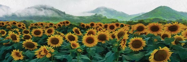 Canvas Print: Sunflowers Field On The Background Of Mountain Hills by Ievgeniia Bidiuk