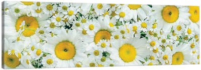Background From Large And Small Daisies Canvas Art Print - Daisy Art