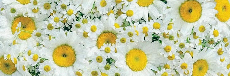 Background From Large And Small Daisies