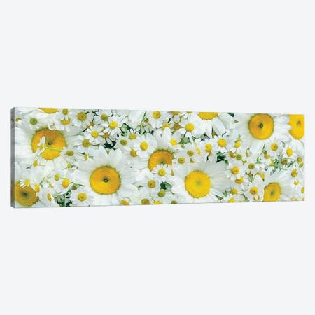Background From Large And Small Daisies Canvas Print #IVG213} by Ievgeniia Bidiuk Art Print