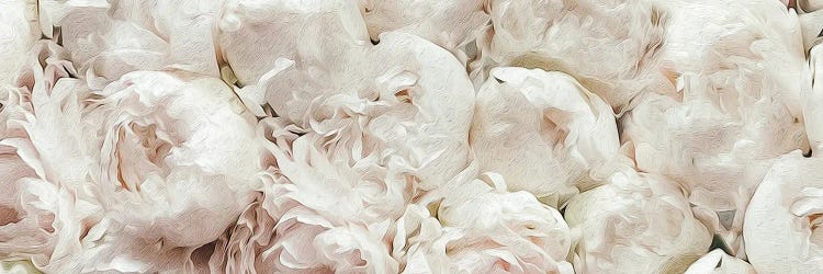 White Terry Peonies