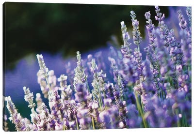 Blooming English Lavender Canvas Art Print - Lavender Art