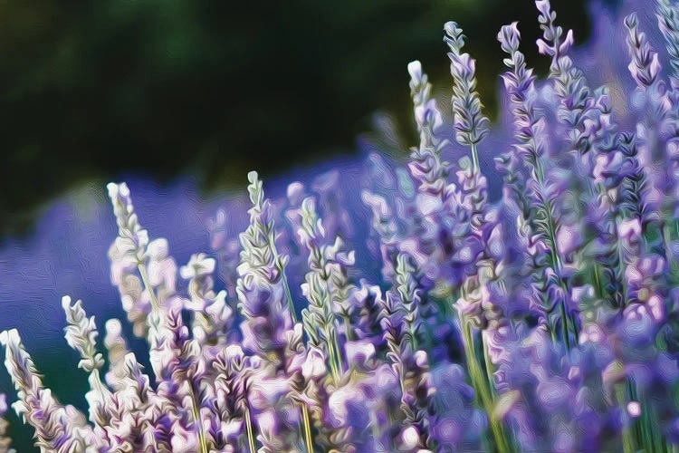 Blooming English Lavender