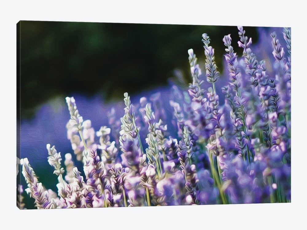 Blooming English Lavender by Ievgeniia Bidiuk 1-piece Art Print