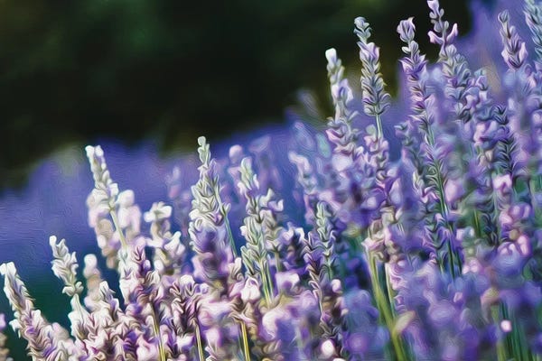 Lavender: Blooming English Lavender by Ievgeniia Bidiuk