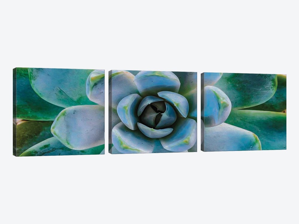 Succulent Plant Close Up by Ievgeniia Bidiuk 3-piece Canvas Art Print