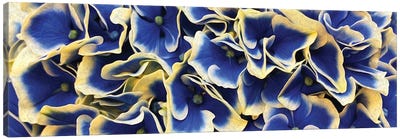 Horizontal Background From Flowers Of Large Leaved Hydrangea Canvas Art Print - Hydrangea Art