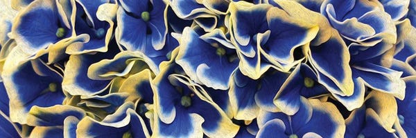 Hydrangeas: Horizontal Background From Flowers Of Large Leaved Hydrangea by Ievgeniia Bidiuk