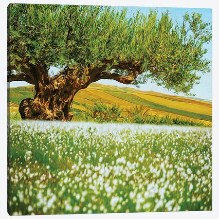 Beautiful Landscape Of An Old Olive Tree On The Background Of Fields Canvas Print #IVG233} by Ievgeniia Bidiuk Art Print