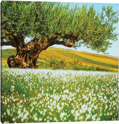 Beautiful Landscape Of An Old Olive Tree On The Background Of Fields Canvas Art Print - Olive Tree Art