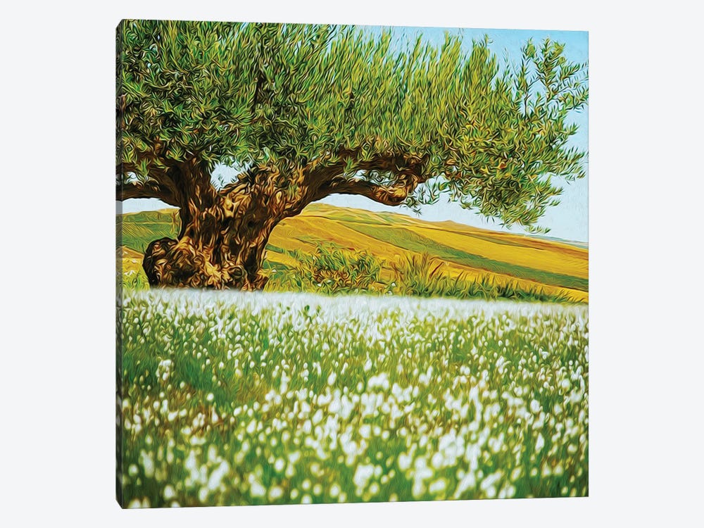 Beautiful Landscape Of An Old Olive Tree On The Background Of Fields by Ievgeniia Bidiuk 1-piece Art Print