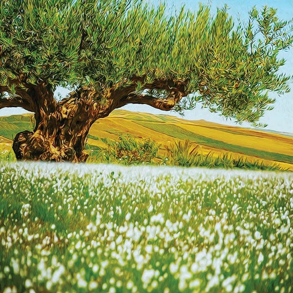 Hillsides: Beautiful Landscape Of An Old Olive Tree On The Background Of Fields by Ievgeniia Bidiuk