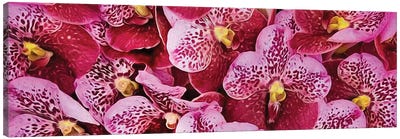 Background From Pink Tiger Orchids Canvas Art Print - Orchid Art