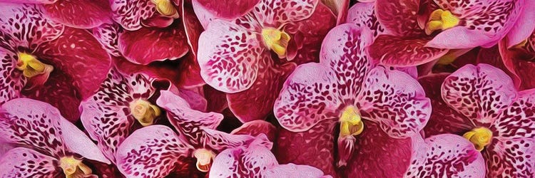 Background From Pink Tiger Orchids