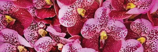 Orchids: Background From Pink Tiger Orchids by Ievgeniia Bidiuk