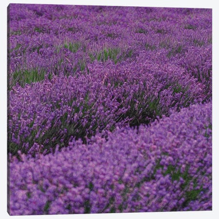 Blooming Purple Lavender Canvas Print #IVG237} by Ievgeniia Bidiuk Canvas Wall Art
