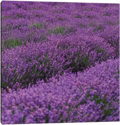 Blooming Purple Lavender Canvas Art Print - Ievgeniia Bidiuk