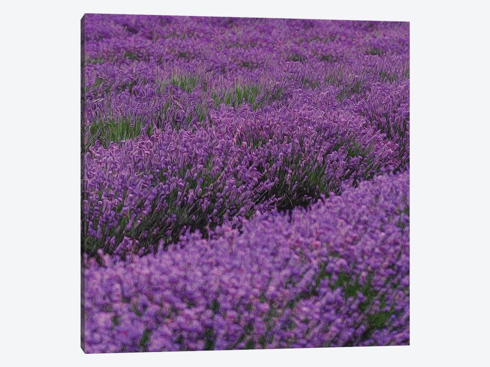 Blooming Purple Lavender by Ievgeniia Bidiuk 1-piece Art Print