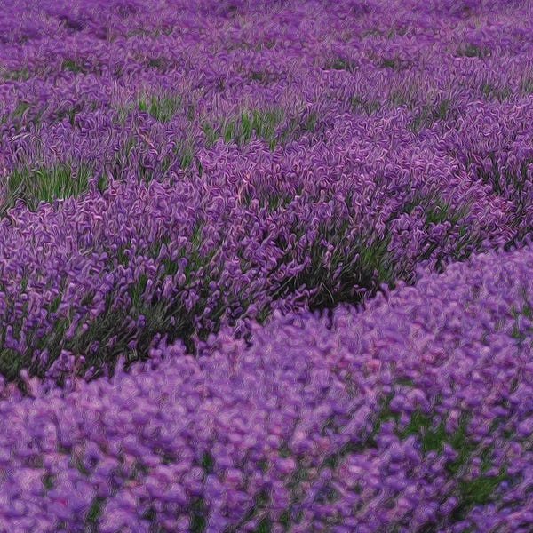 Ievgeniia Bidiuk: Blooming Purple Lavender by Ievgeniia Bidiuk